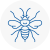 Alfreton Hornet Nest Removals