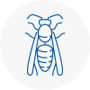 Alfreton Wasp Nest Removal